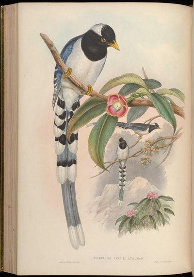 Urocissa cucullata = Urocissa flavirostris cucullata da John Gould